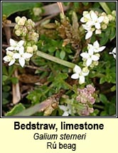 bedstraw,limestone (r beag)