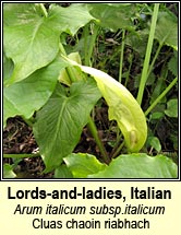 lords-and-ladies,italian (cluas chaoin)