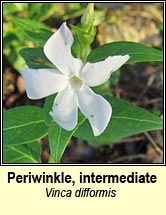 periwinkle,intermediate