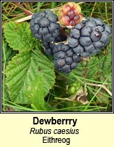 dewberry (eithreog)