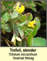 trefoil,slender (seamair bheag)