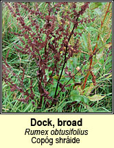 dock,broad (Copg shride)