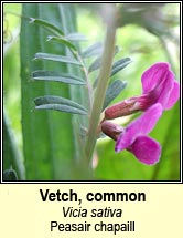 vetch,common (peasair chapaill)