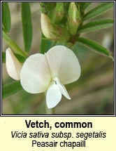 vetch,common ssp