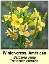 wintercress,american (treabhach earraigh)