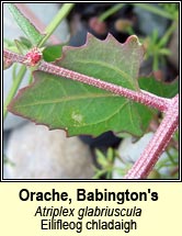 orache,babingtons (eilifleog chladaigh)