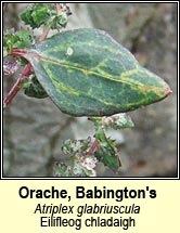 orache,babingtons (eilifleog chladaigh)