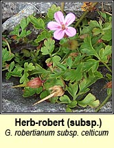 herb robert ssp (ruithal r)