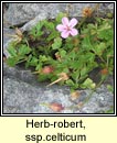 herb robert ssp (ruithal r)