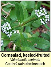 cornsalad,keeled-fruited (ceathr uain dhroimneach)