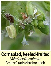 cornsalad,keeled-fruited (ceathr uain dhroimneach)