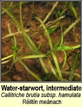 water-starwort,intermediate (riltn leathan)