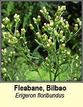 fleabane,bilbao