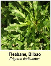 fleabane,bilbao