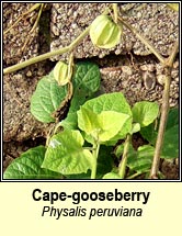 cape-gooseberry