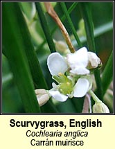 scurvygrass,english (carrn muirisce)