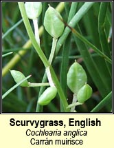 scurvygrass,english (carrn muirisce)