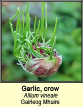 garlic,crow (gairleog Mhuire)