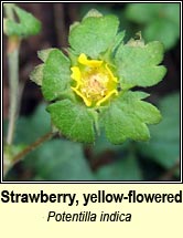 strawberry,yellow-flowered