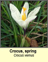 crocus,spring