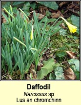 daffodils