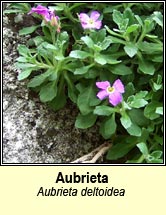 Aubrieta