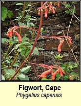 figwort,cape