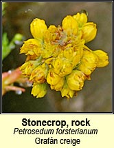 stonecrop,rock (grafn creige)