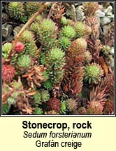 stonecrop,rock (grafn creige)