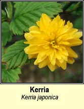 kerria