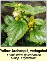 yellow archangel