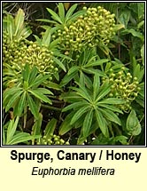 spurge,honey