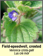 speedwell,crested (lus cr mr)