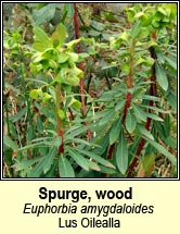 spurge,wood (lus oilealla)