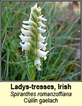 ladys-tresses,irish (cilln gaelach)