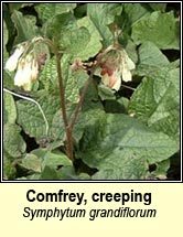 comfrey,creeping