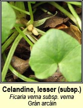 celandine,lesser (grn arcin)