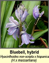 bluebell,hybrid