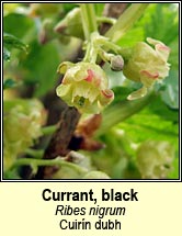 currant,black (cuirn dubh)