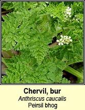 chervil,bur (peirsil bhog)