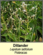 dittander (piobracas)