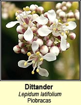 dittander (piobracas)