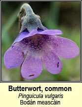 butterwort,common (bodn meascin)