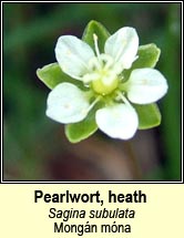 pearlwort,heath (mongn mna)