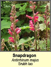 snapdragon