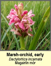 orchid,marsh,early (magairln mr)