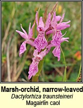 orchid,marsh,narrow-leaved (magairln caol)