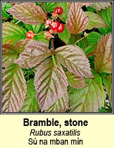bramble,stone (s na mban mn)