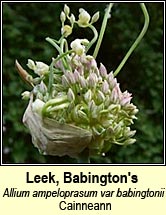 leek,babingtons (cainneann)