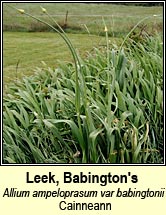 leek,babingtons (cainneann)